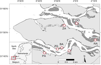 Effects of Waves and Sediment Disturbance on Seed Bank Persistence at Tidal Flats